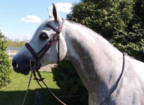 Butet Sellier Saumur Hunter Bridle